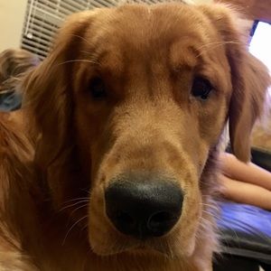 Meet your Posher, Wendy